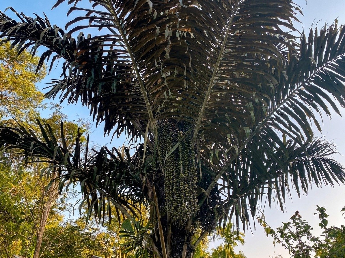 Origin & Plantation